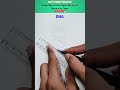 How To Draw Double DNA Helix Diagram DNA Helixdiagram Sciencediagram