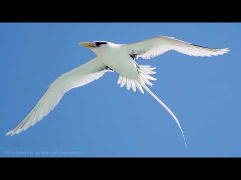 White-tailed Tropicbird