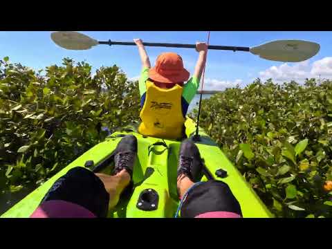 Kayaking in the mangrove in Auckland!