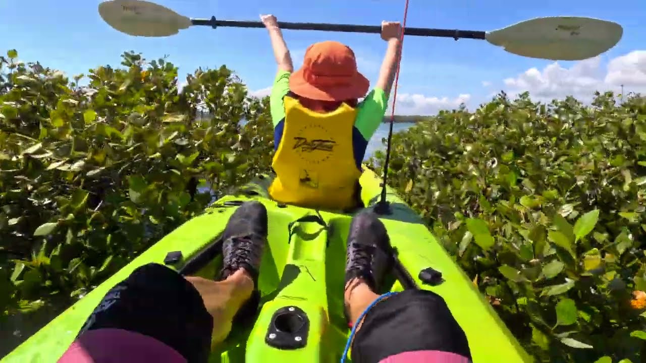 Kayaking in the mangrove in Auckland!