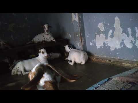 It’s G.O.A.T. time