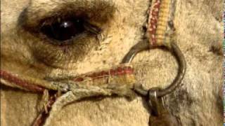 Upon the broken Wing. Demo (odious)