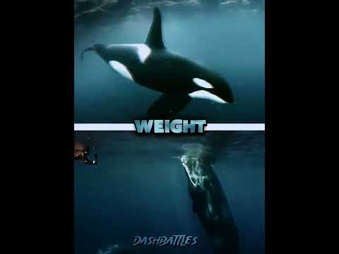 Orca (Killer whale) vs Sperm Whale #shorts #orca #whale #edit