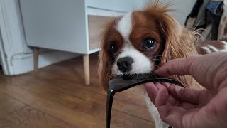 Vanilla, the stubborn Cavalier King Charles, wants to show off her mischief