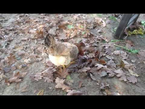 download lagu mp3 mp4 Basque Hens For Sale, download lagu Basque Hens For Sale gratis, unduh video klip Basque Hens For Sale