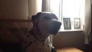 beano ...talking dalmatian