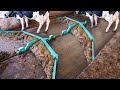 Amazing Modern Automatic Cow Farming Technology Fastest Feeding Cleaning And Milking Machines