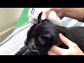 Test de glycémie du chat 