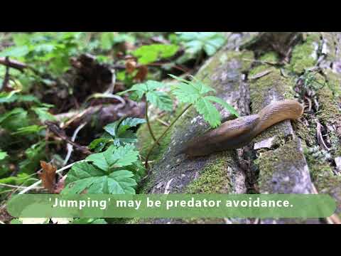 Jumping-slug Jumps