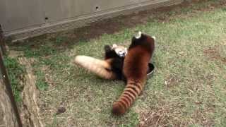 preview picture of video '13.10 茶臼山動物園 レッサーパンダのアジサイとこどもたち（タイヨウとアンズ）'