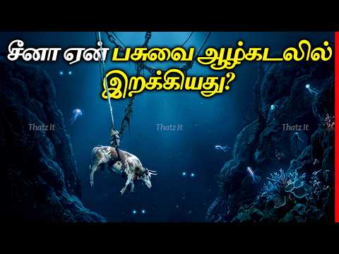 விஞ்ஞானிகள் ஏன் பசுவை ஆழ்கடலுக்கு அனுப்பினார்கள்? | Why Scientists Sunk a Cow in Deep-Sea | Thatz It