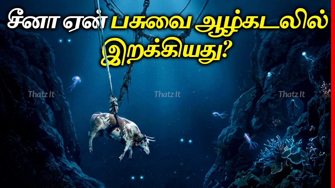 விஞ்ஞானிகள் ஏன் பசுவை ஆழ்கடலுக்கு அனுப்பினார்கள்? | 