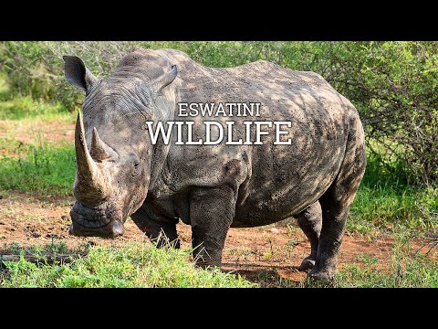 Eswatini Wildlife