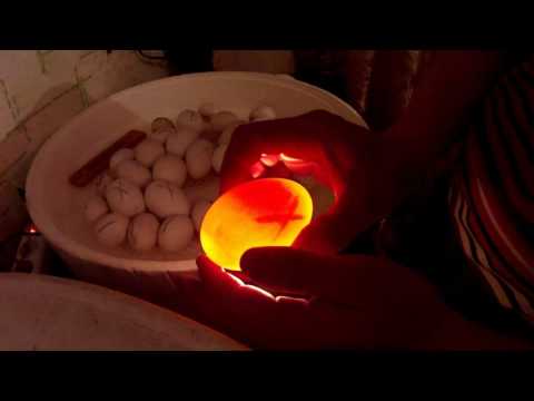 Овоскопирование утиных,гусиных яиц