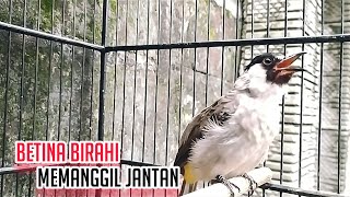Download lagu KUTILANG BETINA GACOR MEMANGGIL JANTAN-Pancingan Kutilang Bahan TERBAIK mp3