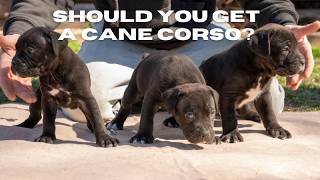 Can you handle a Cane Corso