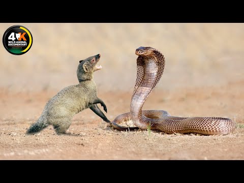 Mongoose: The Story Of An Unlikely Predator | Wild Animal Documentary