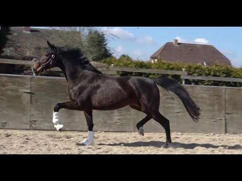 *2019 Stute von Fürst Wilhelm (Vollschwester zu Fürst William) SOLD!!!
