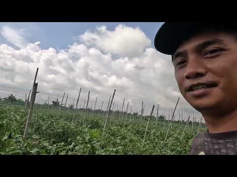 EP696-P1: MASARAP KAYA??!