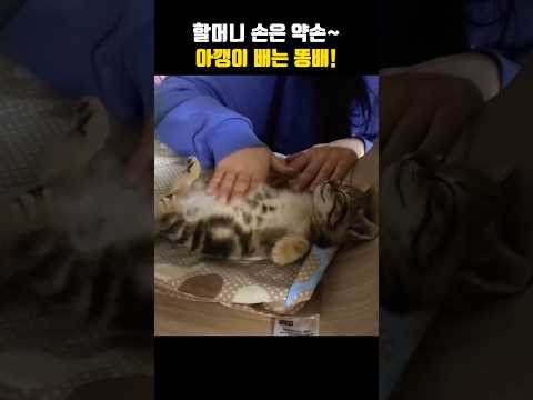 할머니 손은 약손~아깽이 배는 똥배!#고양이 #cat
