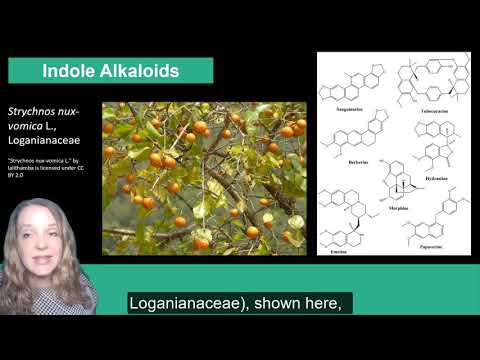 image-What are true alkaloids?