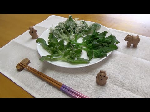 アイスプラント 植物