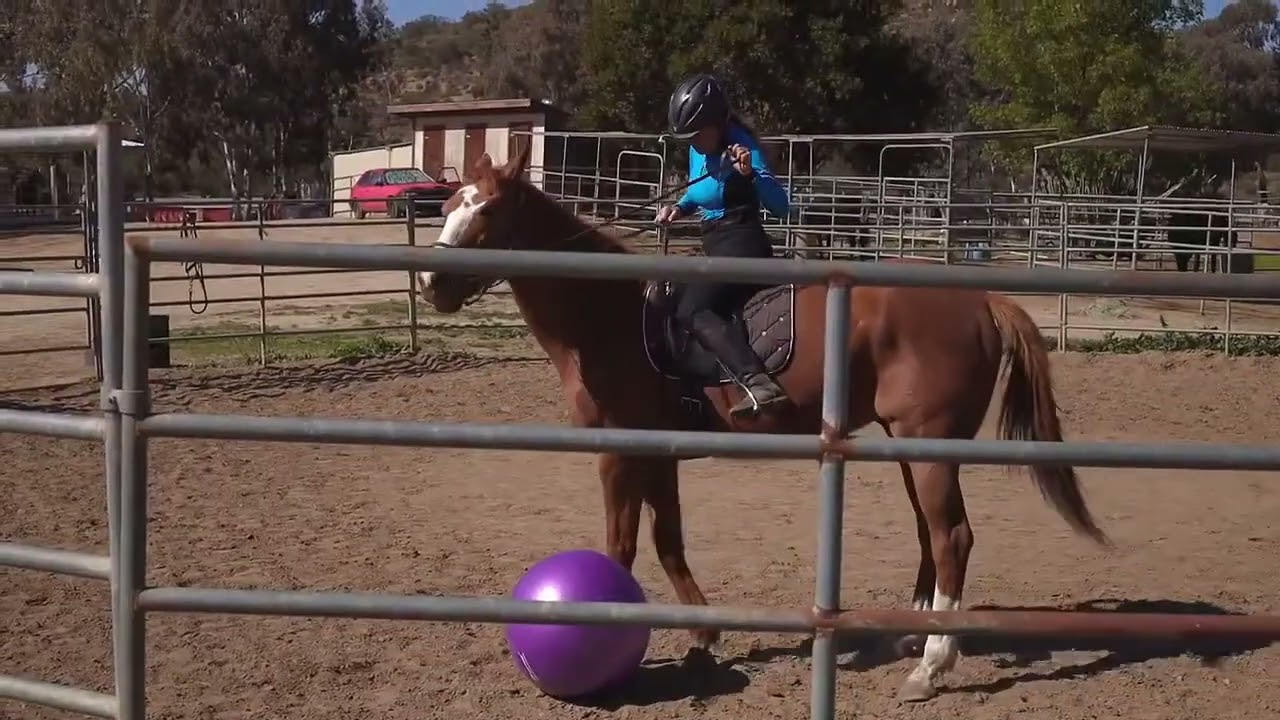 Giocare a palla con il cavallo