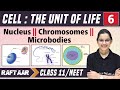 Cell The Unit Of Life 06 Nucleus Chromosomes Microbodies Class 11 NEET RAFTAAR