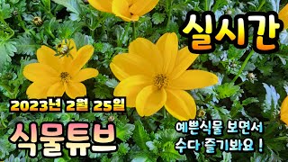 2023년 2월 25일 토요일 예쁜식물들 보면서 수다즐겨봐요  #양재꽃시장 #식물수다 #수다 #식물튜브