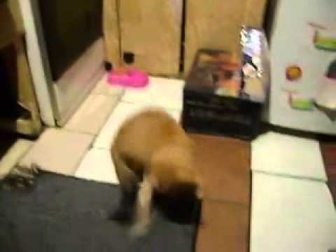 Cat and Rat Fighting Funny