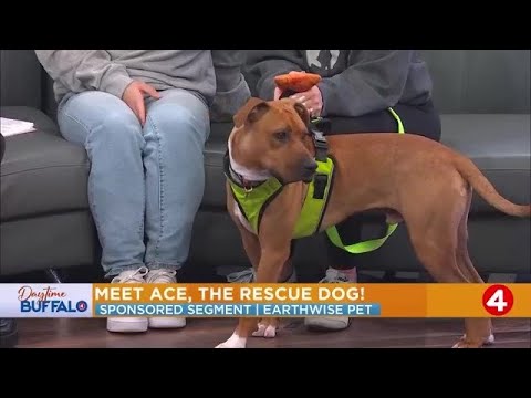 Daytime Buffalo: Meet Ace the rescue and hear about the Paw it Forward campaign - YouTube