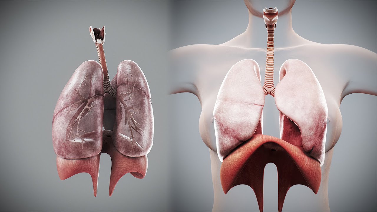 인간 여성의 호흡기 해부학 3D 모델