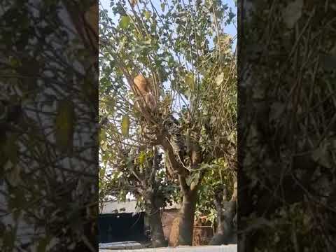 #viral #youtubeshorts #animals #cute🐈 cat #shorts #ytshortscat #cat #subscribe #simrahlife