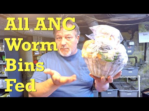 All African nightcrawler worm bins fed in "side-by-side" style - vermicompost