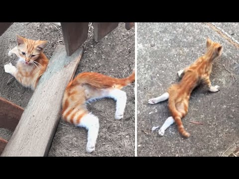 Tiere, die Menschen um Hilfe baten !