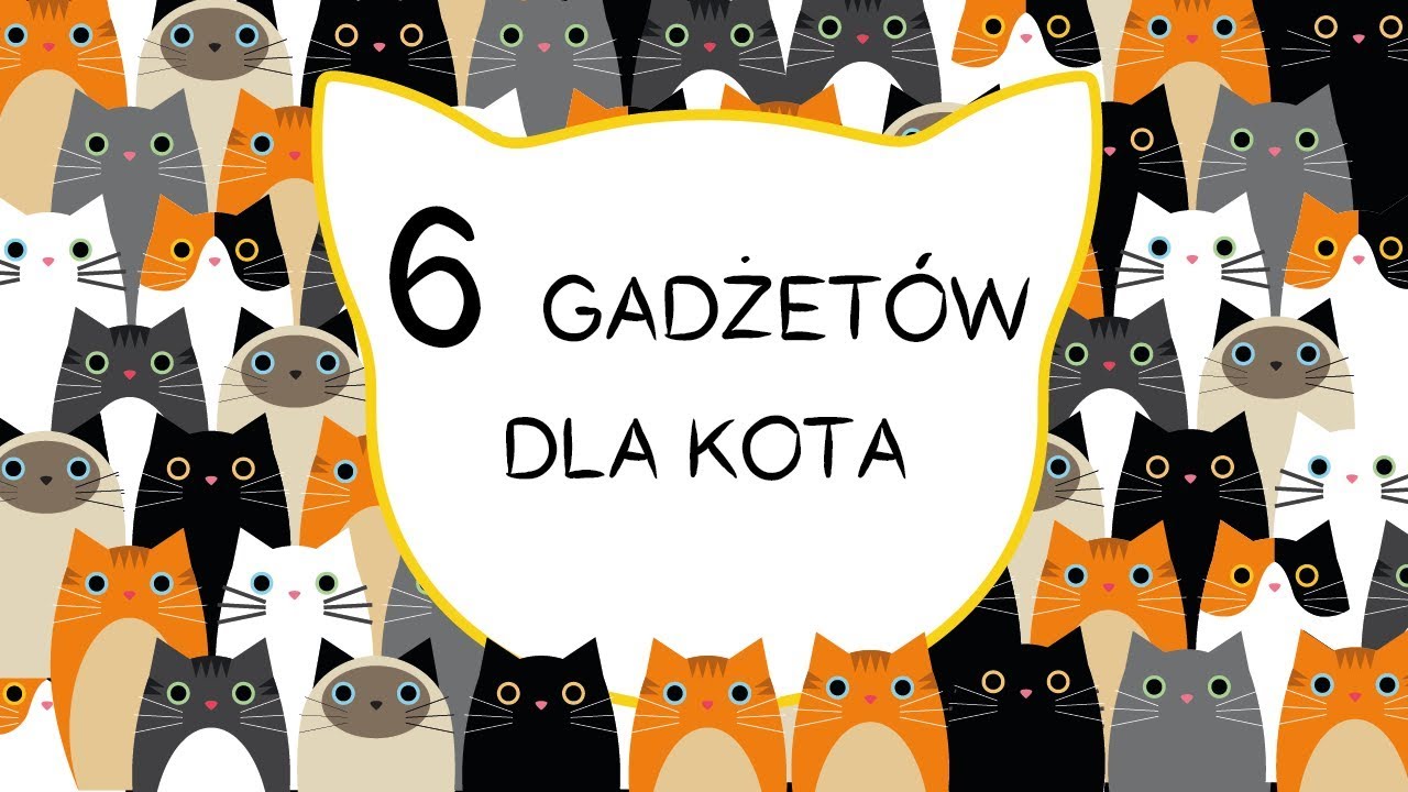 6 gadżetów dla kota!