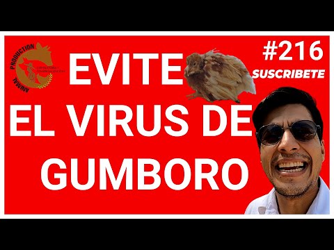 , title : '🤯TÉCNICA EFECTIVA PARA VACUNAR SUS POLLOS CONTRA GUMBORO🐓, CÓMO SACAR POLLOS RÁPIDO Y SANOS🤑'