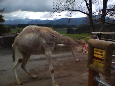 Hüpfendes Kamel