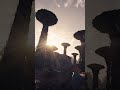Exploring Schrodinger VIII-a - Vistas of Starfield #shorts
