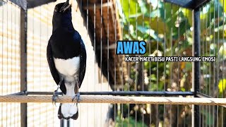 Download lagu PANCINGAN KACER bahan SUSAH bunyi, KACER GACOR NGEPLONG bikin KACER MANAPUN ikut GACOR mp3