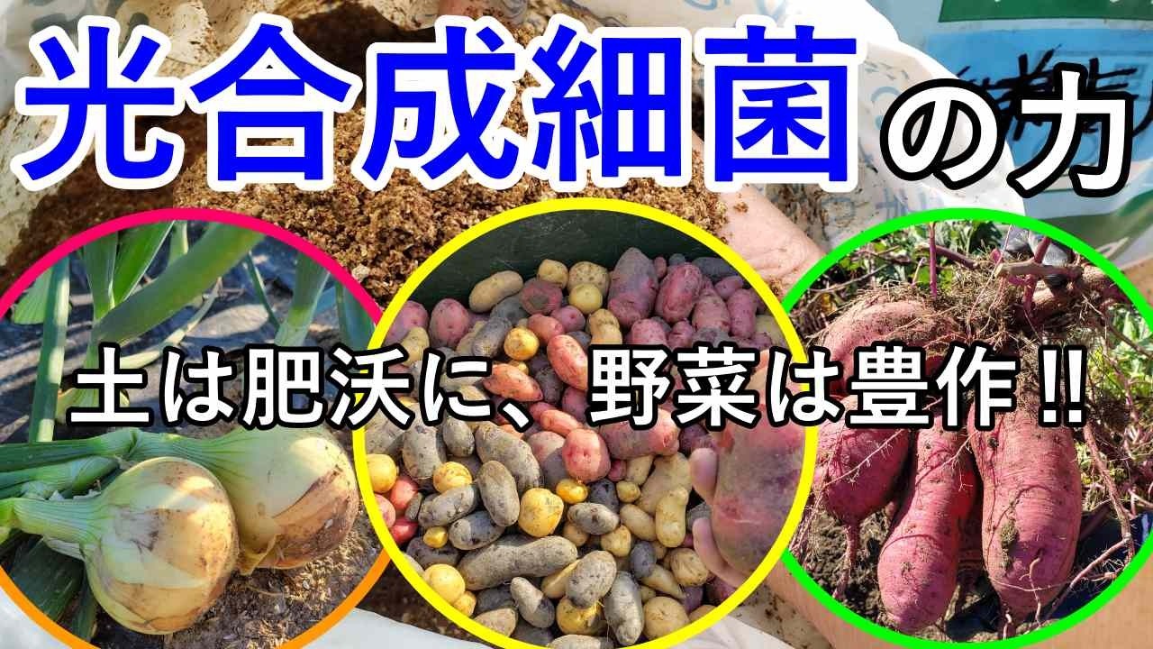 土は肥沃に、野菜は豊作に 光合成細菌の力と使い方