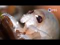 These 5 Beach Creatures Have Totally Secret Lives Deep Look