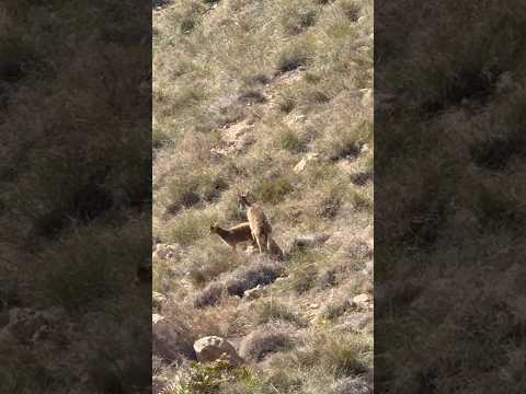 🐐 En uno de los lugares más extremos de España… ellas reinan. 📍 Faro y Torre de Mesa Roldán