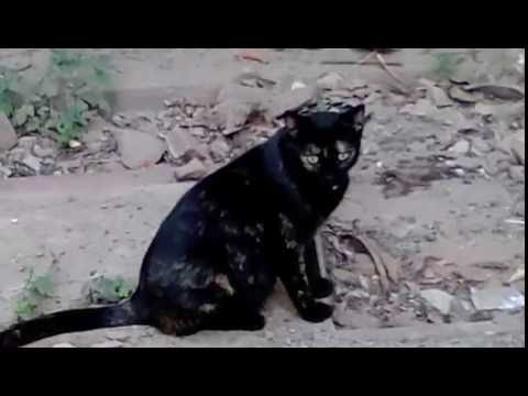 Black Pet Cat