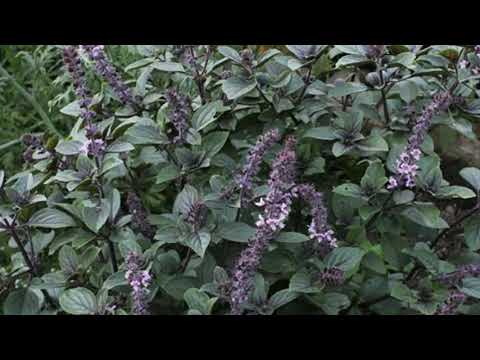 Strauchbasilikum - einmal kaufen und durch Stecklinge immer wieder vermehren