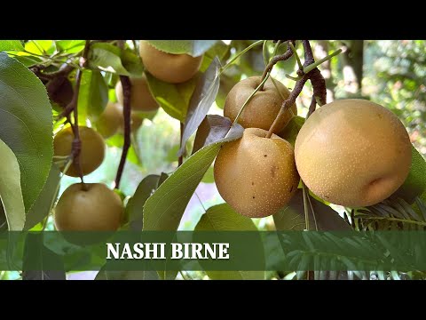 Nashi pear - an exotic fruit throughout the year