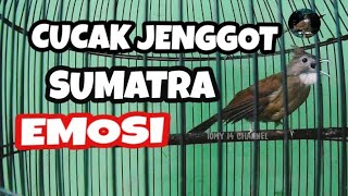 Download lagu PANCINGAN CUCAK JENGGOT SUMATRA EMOSI FULL mp3