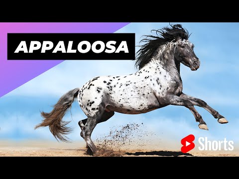 , title : 'Appaloosa Horse 🐴 One Of The Most Beautiful Horses In The World #shorts'