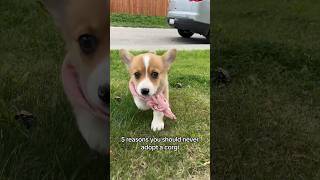 5 Reasons You Should Never Adopt a Corgi #corgipup #corgicutness #puppy #dog #corgicrew #corgilife