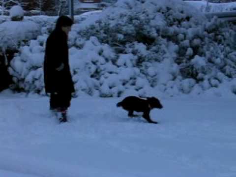 Milly (14 wks) 18 December 2009